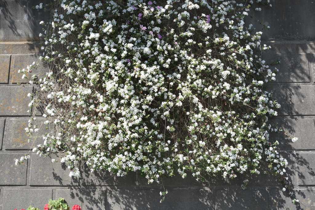 flower on the wall