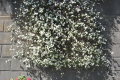 flower on the wall