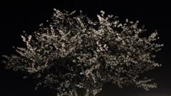 宵桜　（よいざくら）