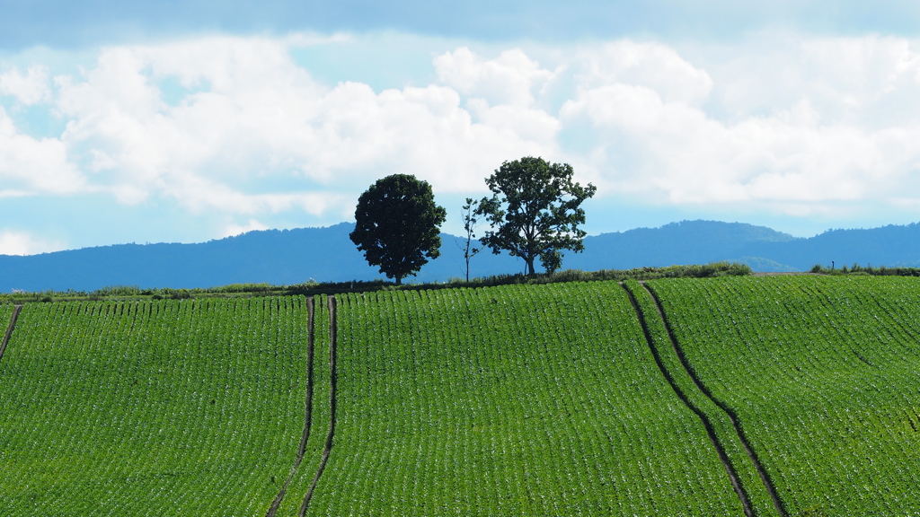 Stripes & Three Trees