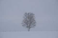 冬靄　（ふゆもや）