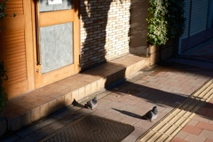 二羽は日なたでマッタリと