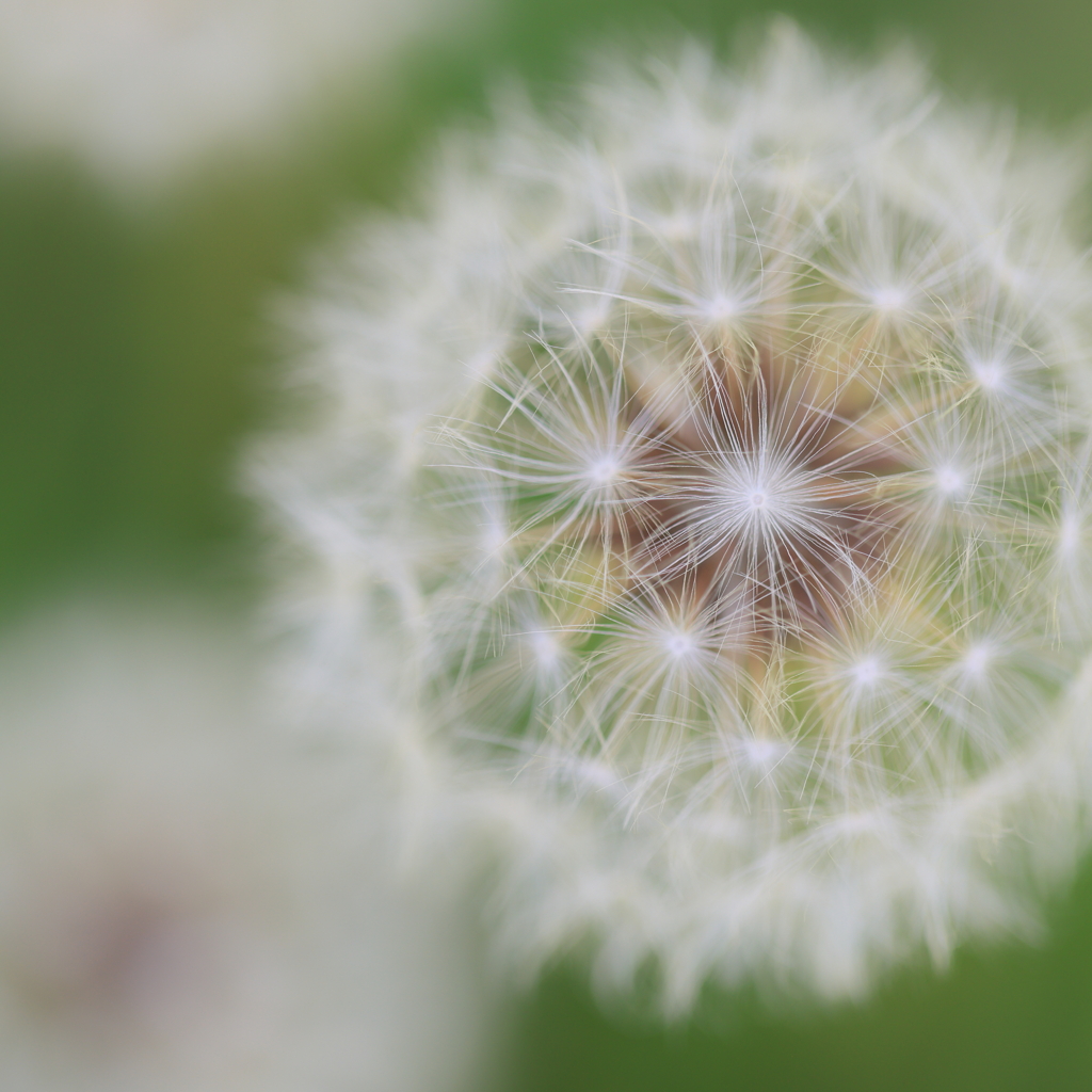 dandelion fluff