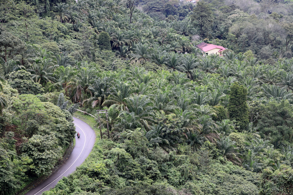 Invitation to the jungle