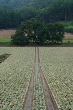 after the harvest