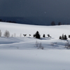 雪原