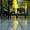 Sunny after rain