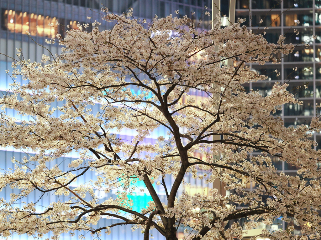 納桜　（のうおう）