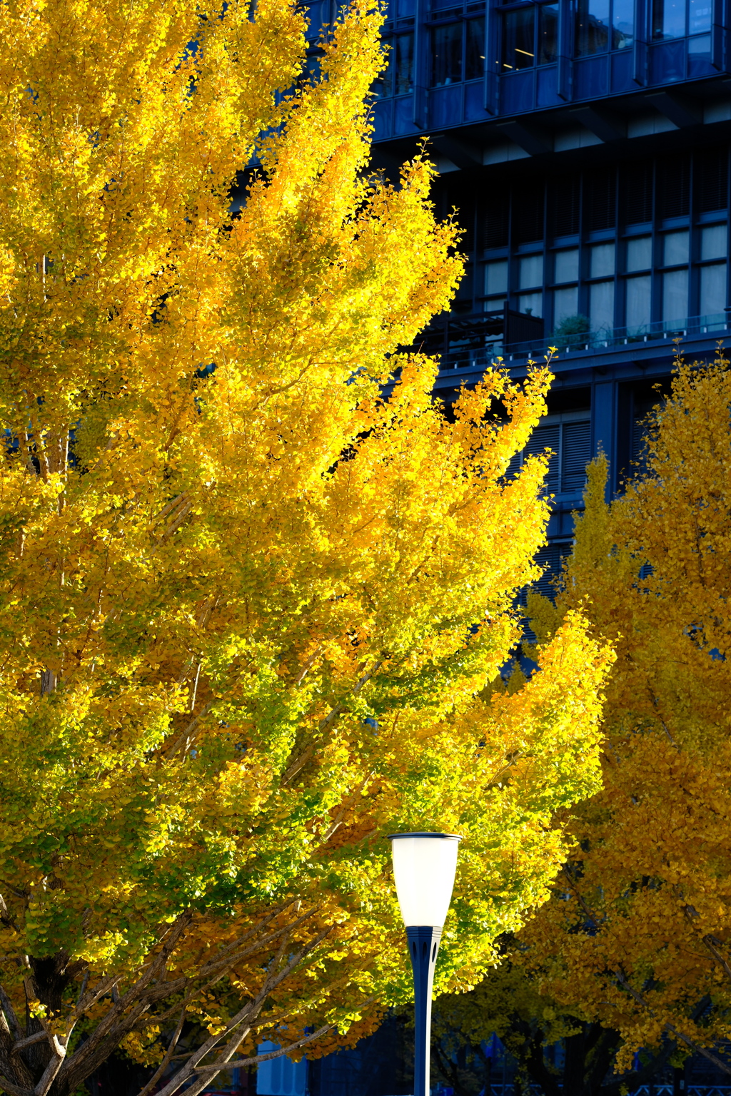 黄燃　（おうねん）