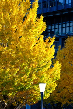 黄燃　（おうねん）