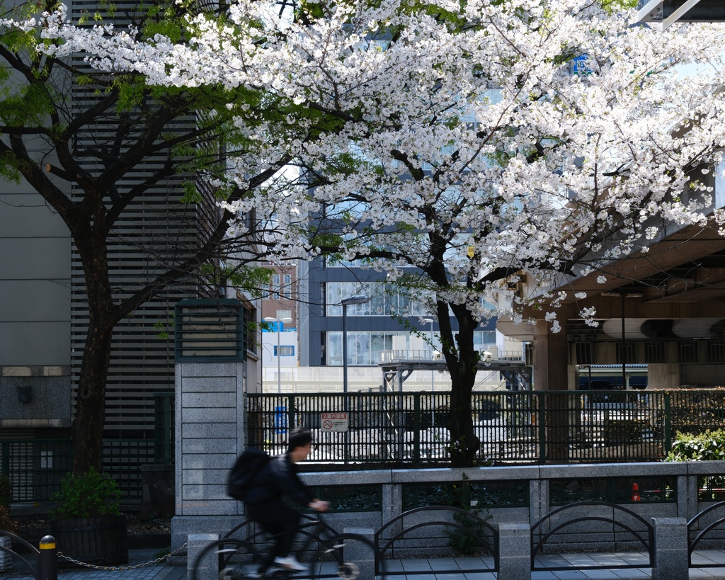 春駆　（はるがけ）