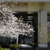 Elevated bridge and cherry blossoms