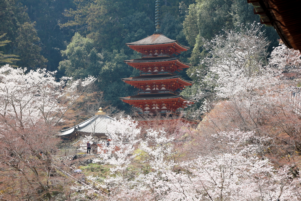 桜 源 郷