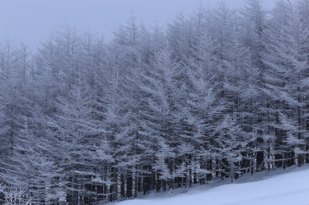 鋭雪　（えいせつ）