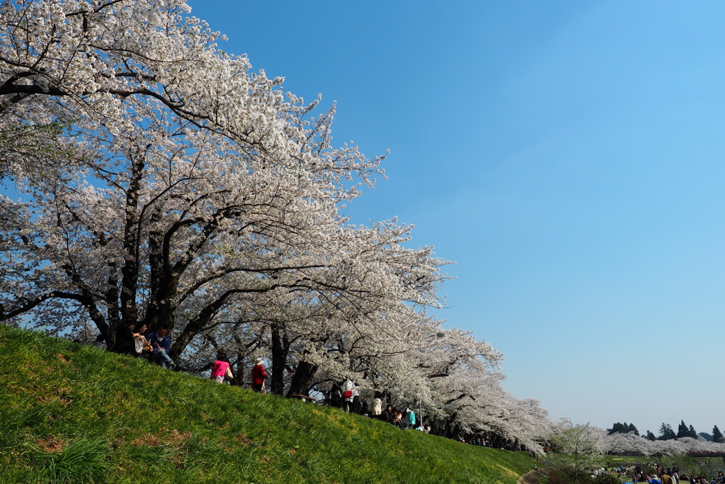 桜味　（おうみ）