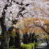 『水道みち緑道』