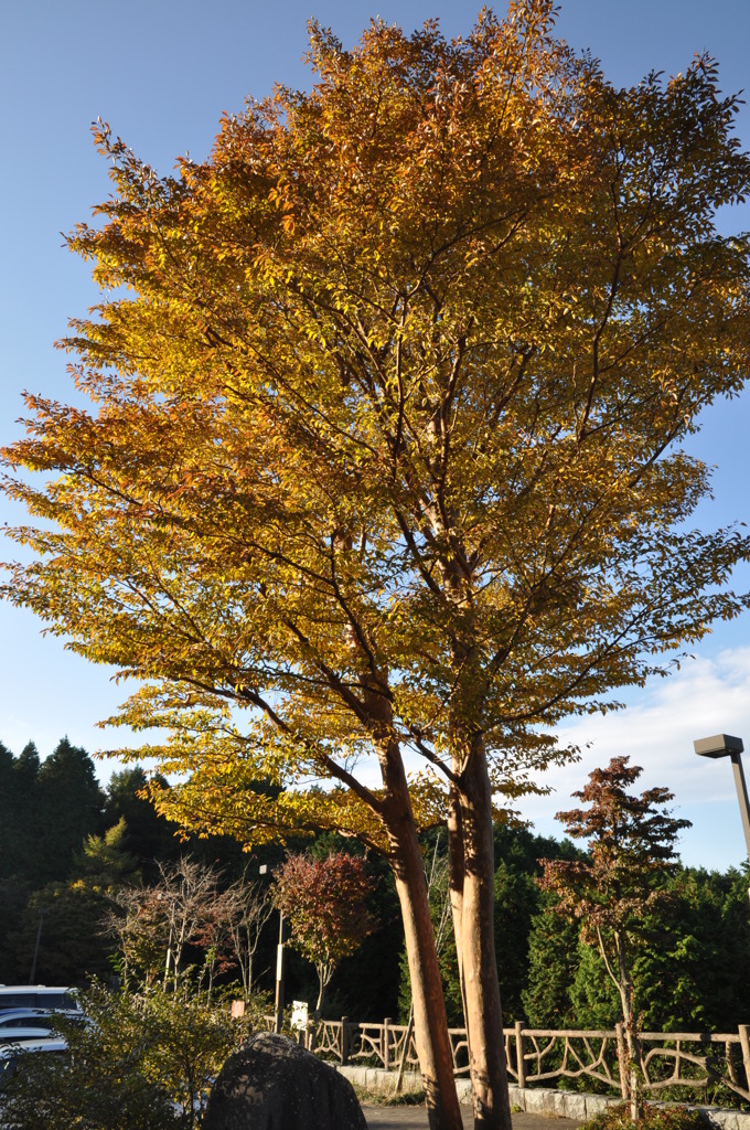 20101107_150932