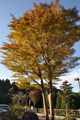 20101107_150932
