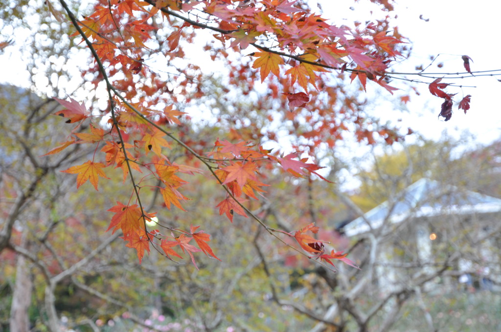 20101121_160234