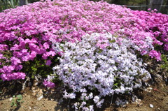 20100501_130114