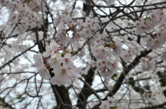 20100404_141320
