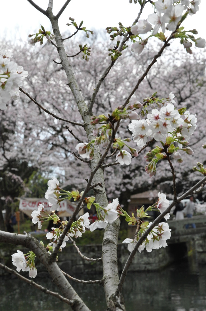 20100404_144914