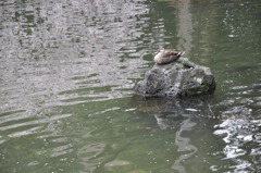 20100404_140320