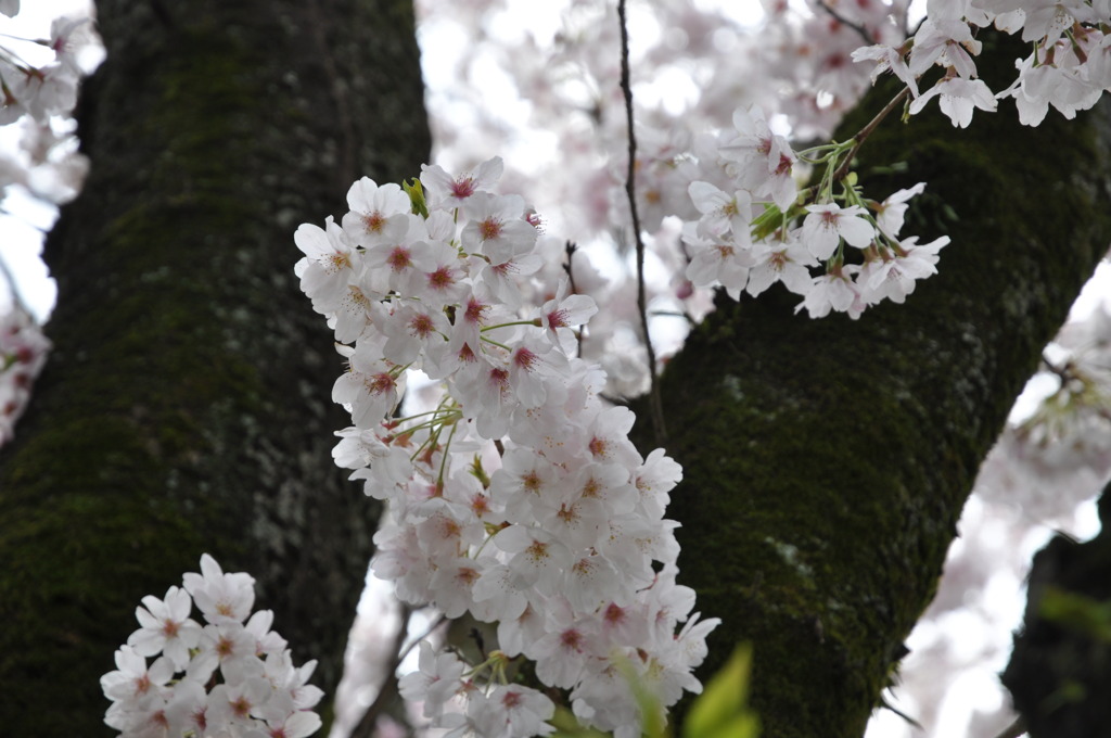 20100404_143124