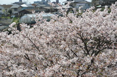 20100410_131548