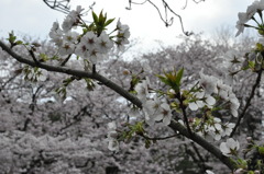20100404_144856