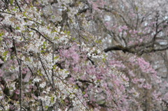 20100404_140312