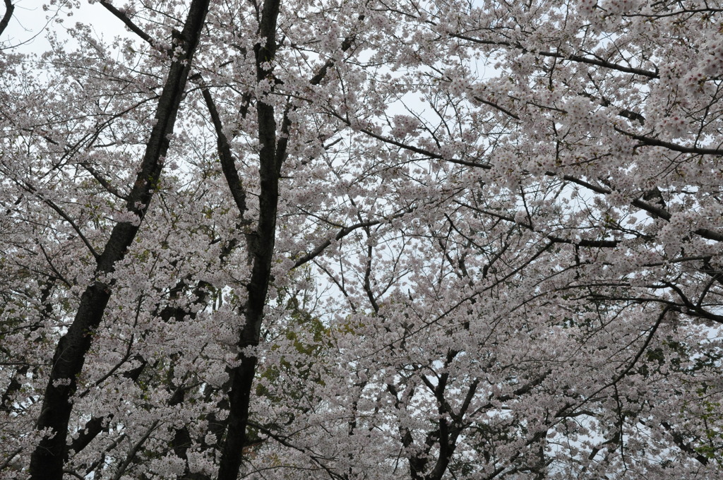 20100404_141244