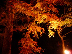 20091122_172124