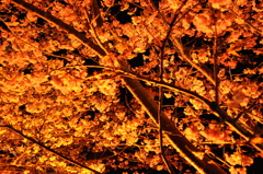 20100221_192452