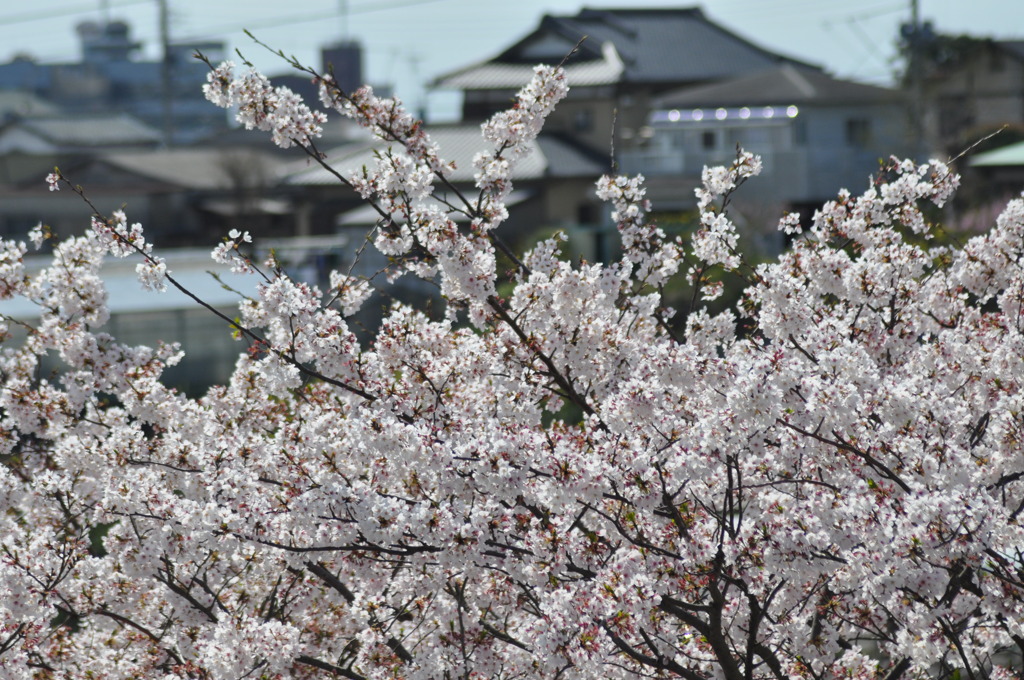 20100410_132410