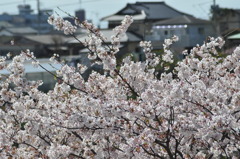 20100410_132410