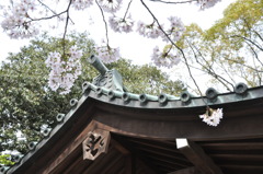 20100404_142924