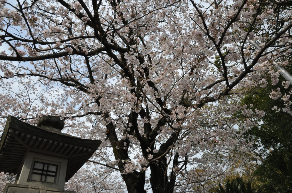 20100404_145704