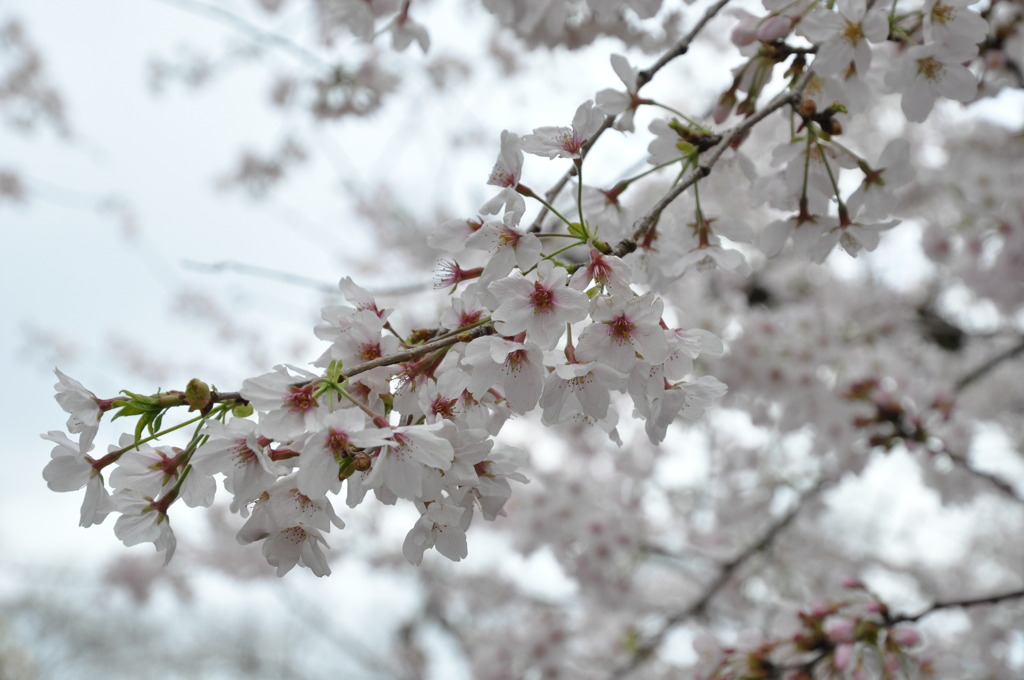 20100404_141356