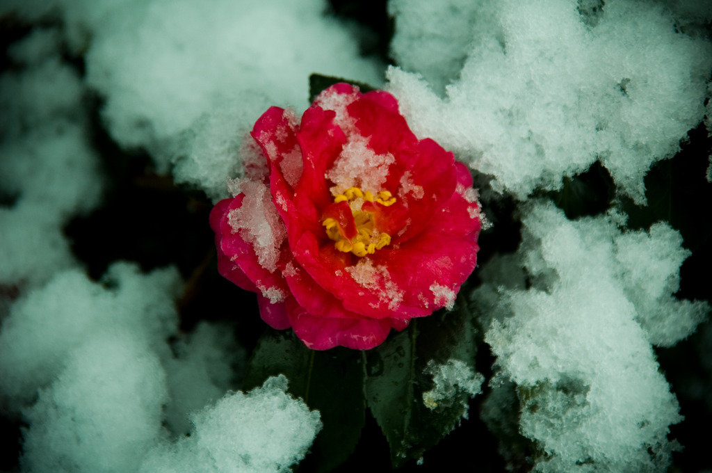 雪に椿