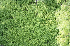 緑
