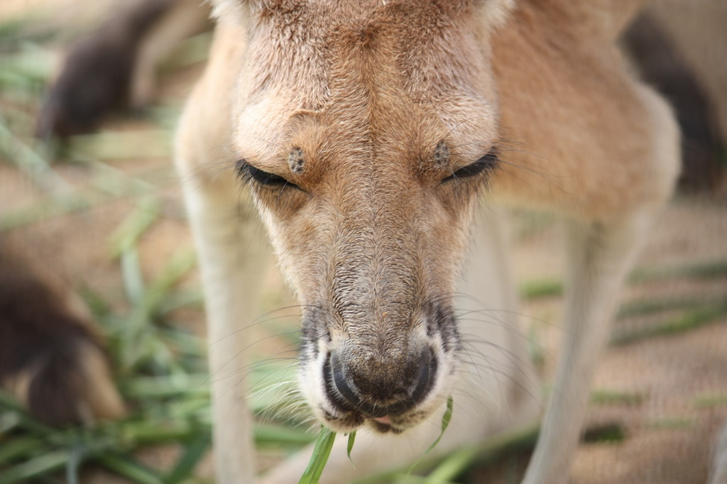 カンガルー