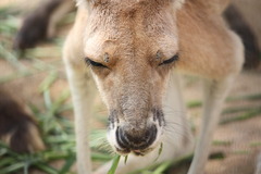 カンガルー