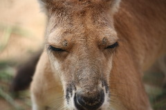 カンガルー