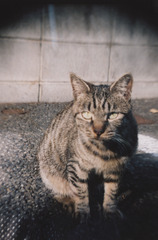 なかよし野良１