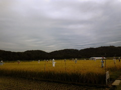 チームかかし