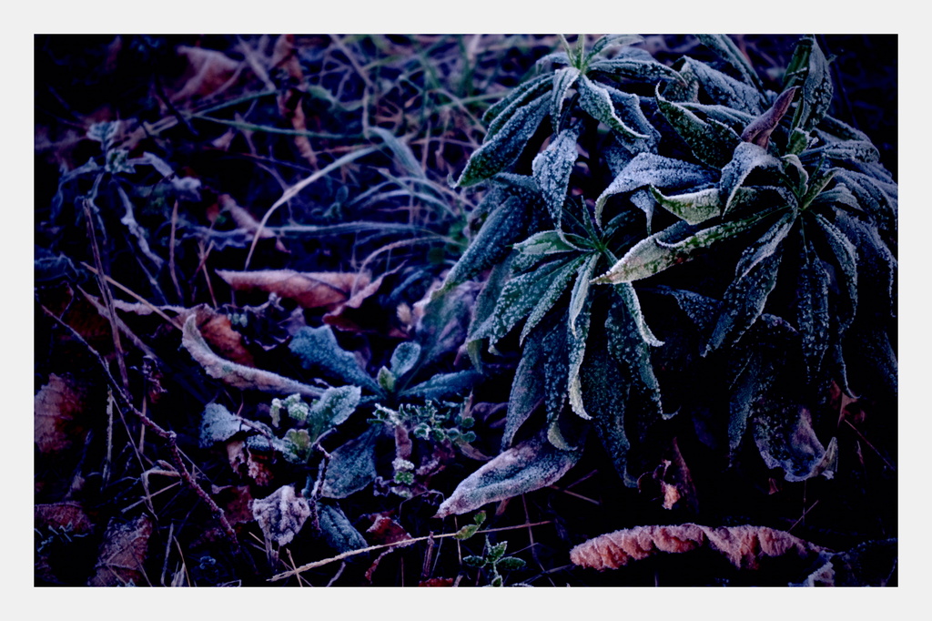 雑草系
