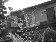 WEB