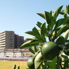 P9244069