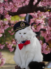 河津桜と猫 